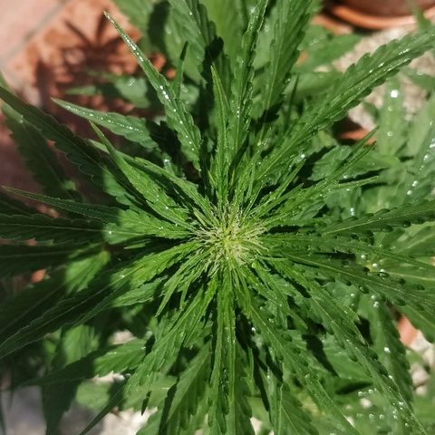Royal Critical Automatic growlog timeline photo