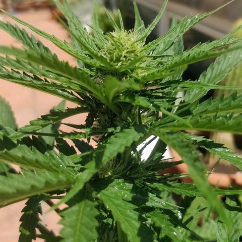 Royal Critical Automatic growlog timeline photo
