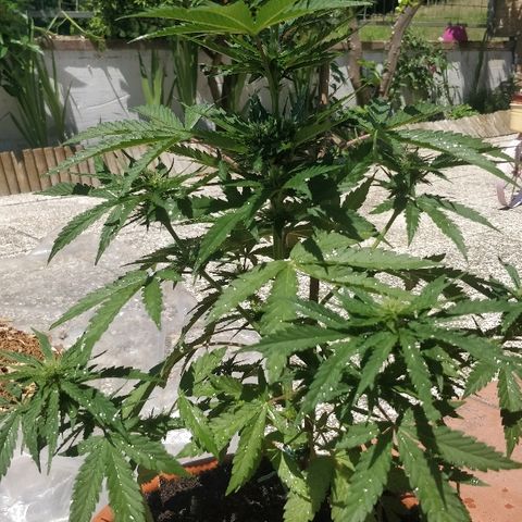 Royal Critical Automatic growlog timeline photo