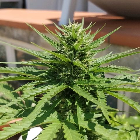 Royal Critical Automatic growlog timeline photo