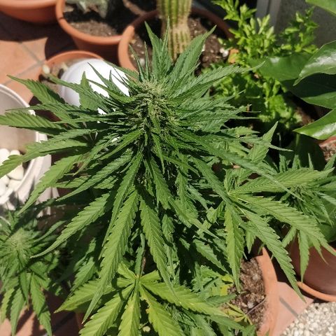 Royal Critical Automatic growlog timeline photo