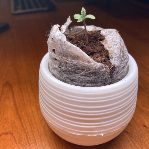 Northern Lights Auto growlog timeline photo
