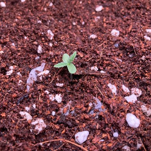 Northern Lights Auto growlog photo: Transplanted