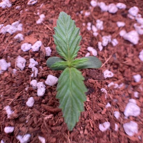 Northern Lights Auto growlog timeline photo