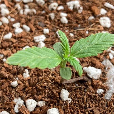 Northern Lights Auto growlog timeline photo