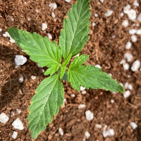 Northern Lights Auto growlog timeline photo
