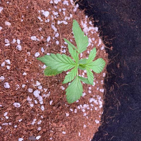Northern Lights Auto growlog timeline photo
