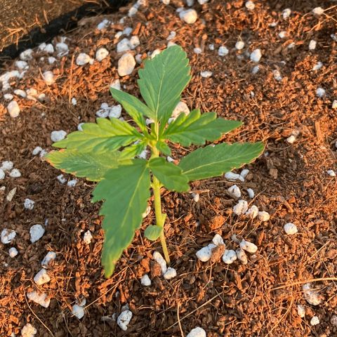 Northern Lights Auto growlog timeline photo
