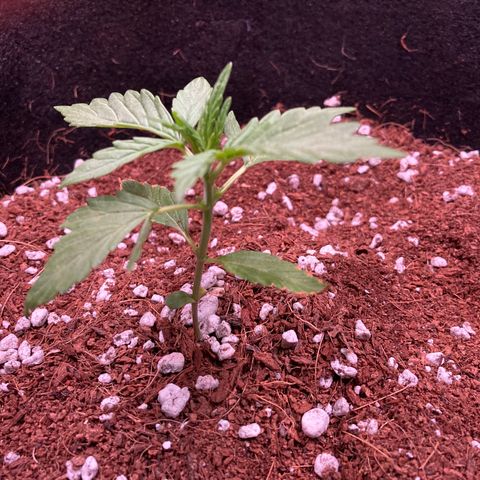 Northern Lights Auto growlog timeline photo