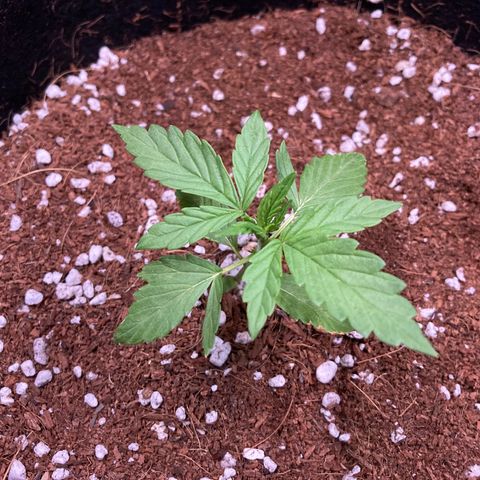 Northern Lights Auto growlog timeline photo