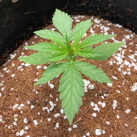 Northern Lights Auto growlog timeline photo