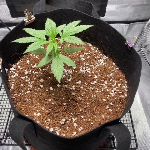 Northern Lights Auto growlog photo: Moving to the new grow tent