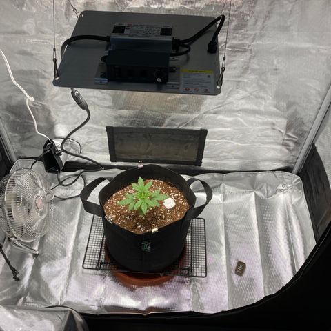 Northern Lights Auto growlog photo: Moving to the new grow tent