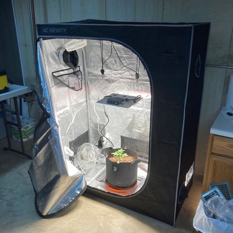 Northern Lights Auto growlog photo: Moving to the new grow tent