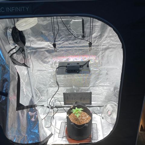 Northern Lights Auto growlog photo: Moving to the new grow tent