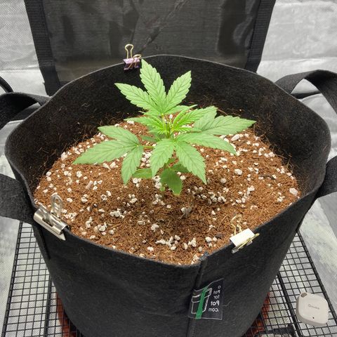 Northern Lights Auto growlog photo: Moving to the new grow tent