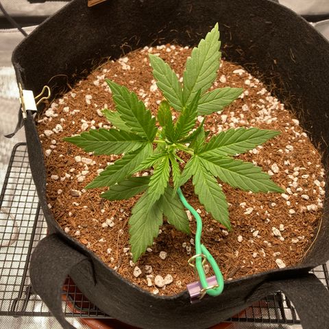 Northern Lights Auto growlog photo: LDT started