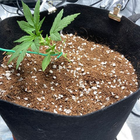 Northern Lights Auto growlog photo: LDT started