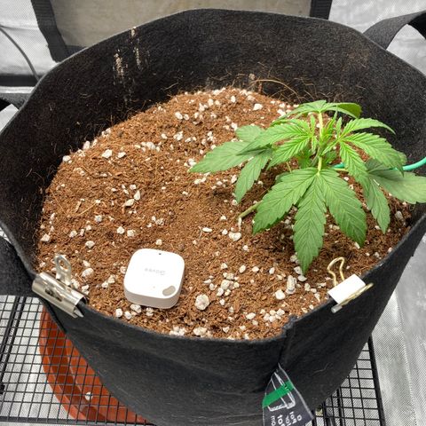 Northern Lights Auto growlog photo: Someone is not happy with me after the evening adjustments
