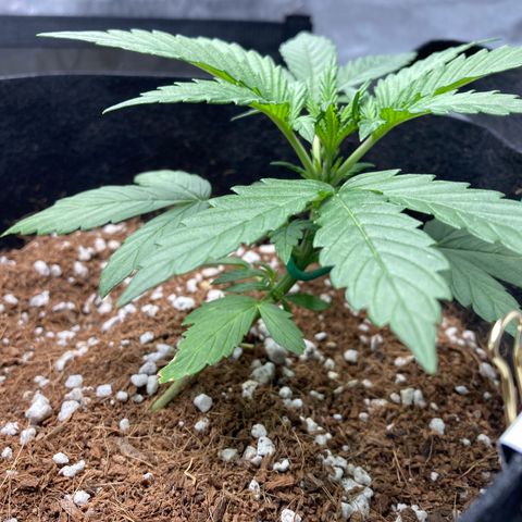 Northern Lights Auto growlog photo: Looking good after LST however the main stem needs better support after a chat on Discord