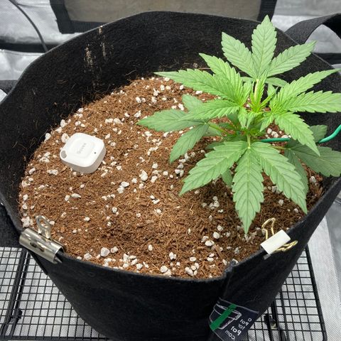 Northern Lights Auto growlog photo: Looking good after LST however the main stem needs better support after a chat on Discord
