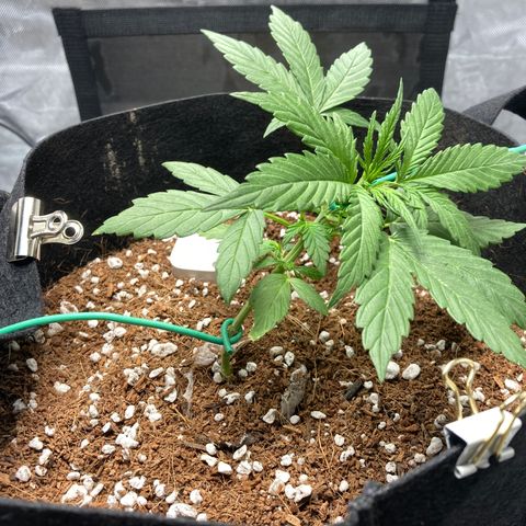 Northern Lights Auto growlog photo: Better root support