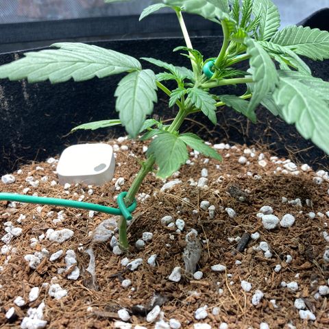 Northern Lights Auto growlog photo: Better root support