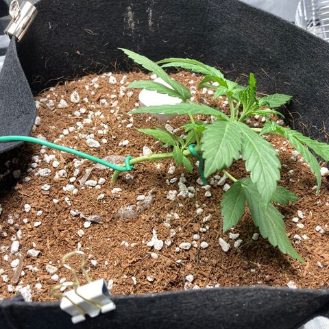 Northern Lights Auto growlog photo: More LST after Discord advice