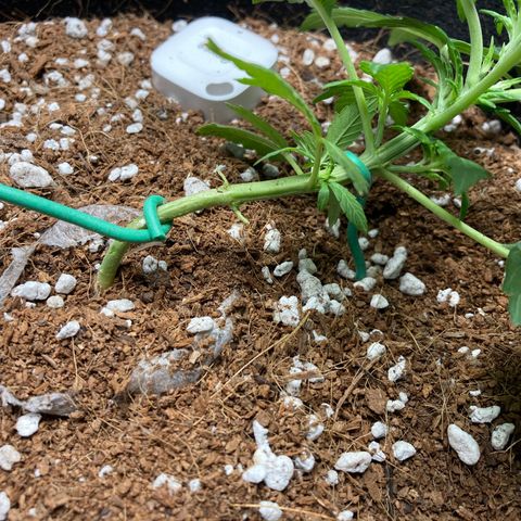 Northern Lights Auto growlog photo: More LST after Discord advice