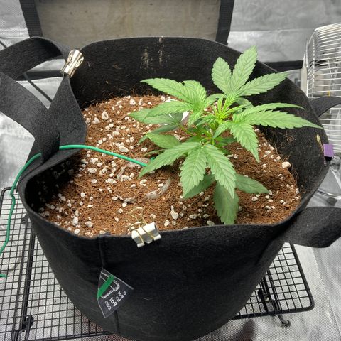Northern Lights Auto growlog photo: Much happier this morning.