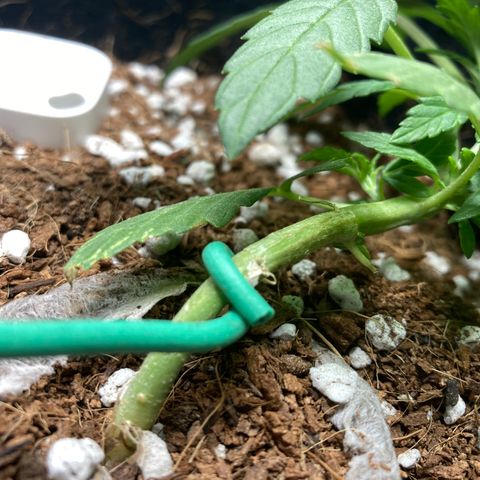 Northern Lights Auto growlog photo: Redid LST last night before bed