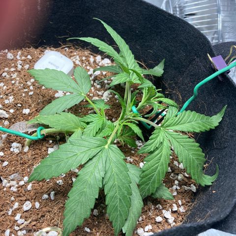 Northern Lights Auto growlog photo: Redid LST last night before bed