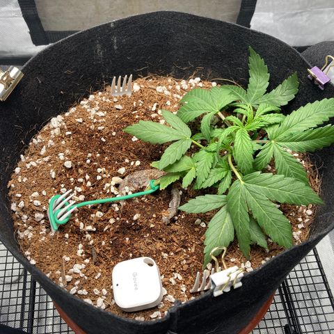 Northern Lights Auto growlog photo: Someone is grumpy with me after today’s feeding