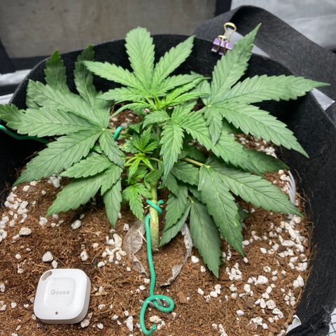 Northern Lights Auto growlog photo: Recovered well