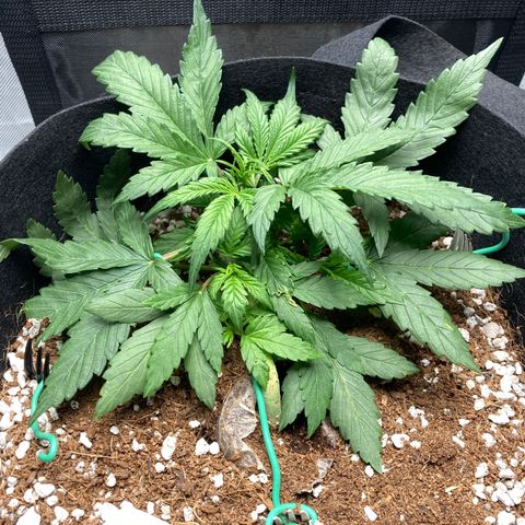Northern Lights Auto growlog photo: Looking good