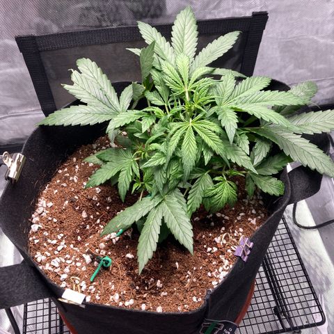 Northern Lights Auto growlog photo: She’s looking good