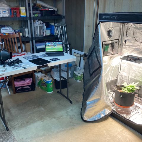 Northern Lights Auto growlog photo: New grow tent ventilation and took the time to address bad cabling