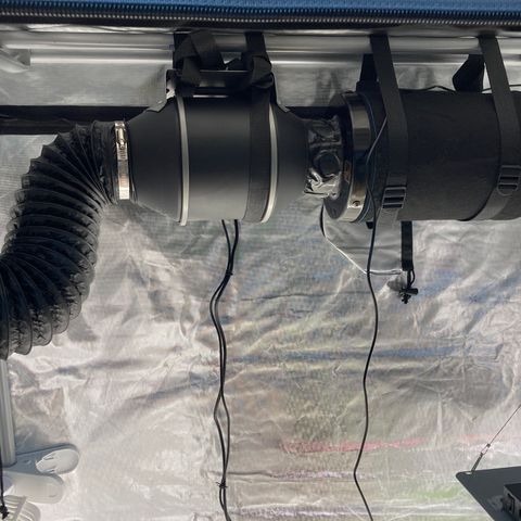 Northern Lights Auto growlog photo: New grow tent ventilation and took the time to address bad cabling