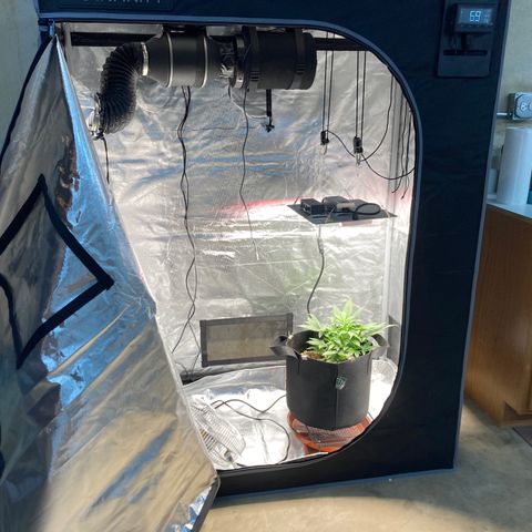 Northern Lights Auto growlog photo: New grow tent ventilation and took the time to address bad cabling