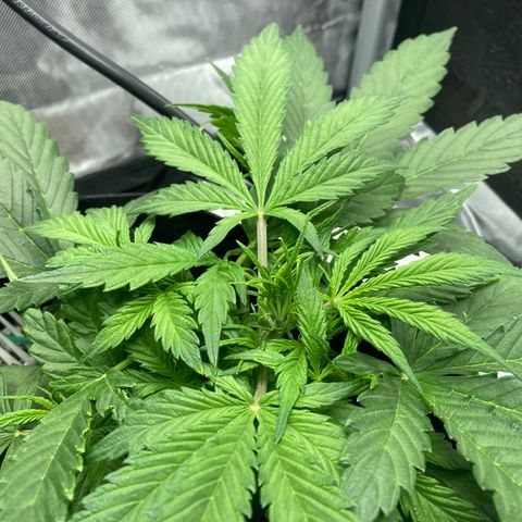 Northern Lights Auto growlog photo: Happy girl, preparing to start a new week