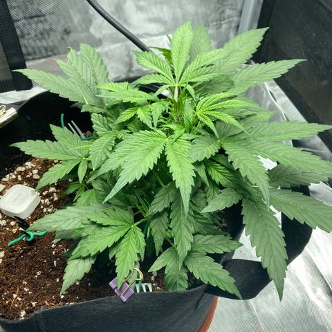 Northern Lights Auto growlog photo: Happy girl, preparing to start a new week
