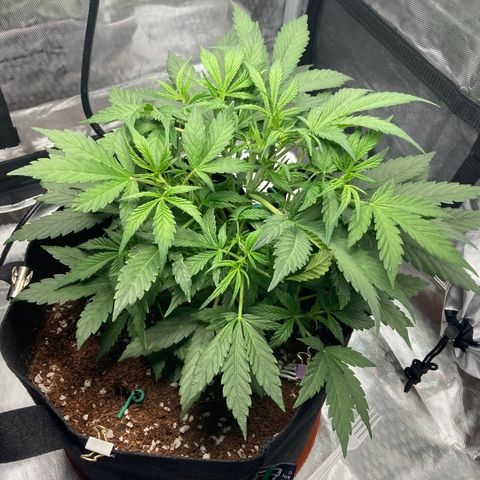 Northern Lights Auto growlog photo: Making LST space