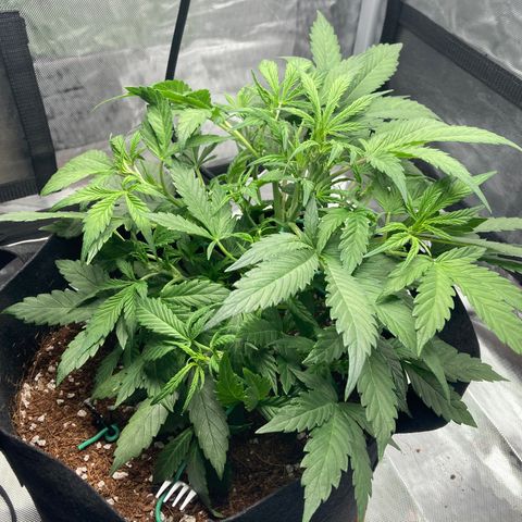 Northern Lights Auto growlog photo: Making LST space