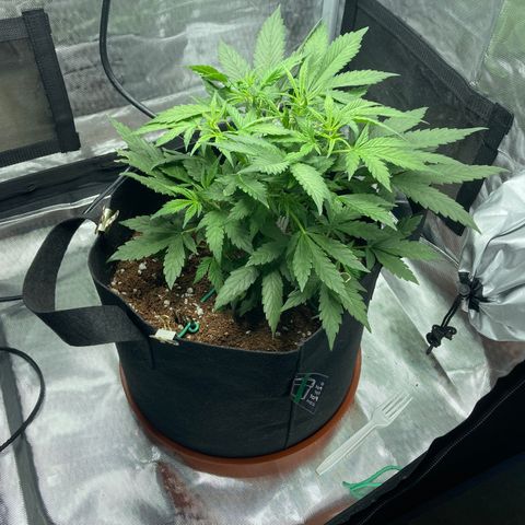 Northern Lights Auto growlog timeline photo