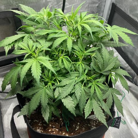 Northern Lights Auto growlog photo: Starting to fill out even more.  I am curious why it has not been further into flowering.  But overall seems happy