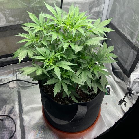Northern Lights Auto growlog timeline photo