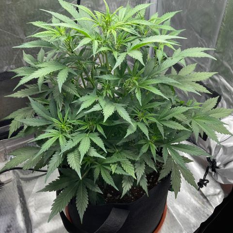 Northern Lights Auto growlog photo: Little girl is growing up!!!  look at those buds startup