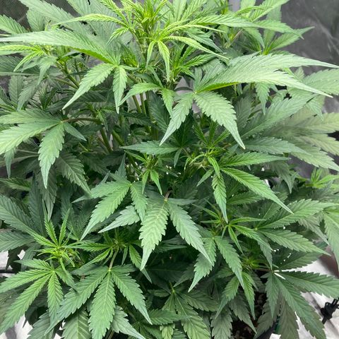Northern Lights Auto growlog photo: Little girl is growing up!!!  look at those buds startup