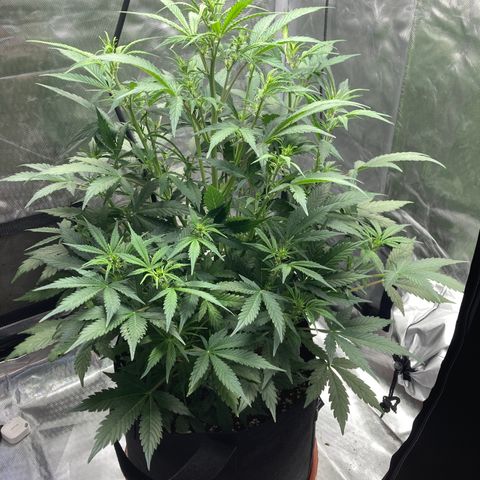 Northern Lights Auto growlog photo: Looking great.  Latest feeding and adjustment to calcium excess worked like a champ