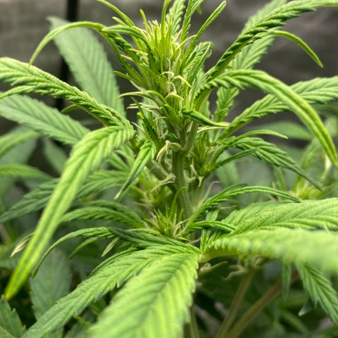 Northern Lights Auto growlog photo: Looking great.  Latest feeding and adjustment to calcium excess worked like a champ